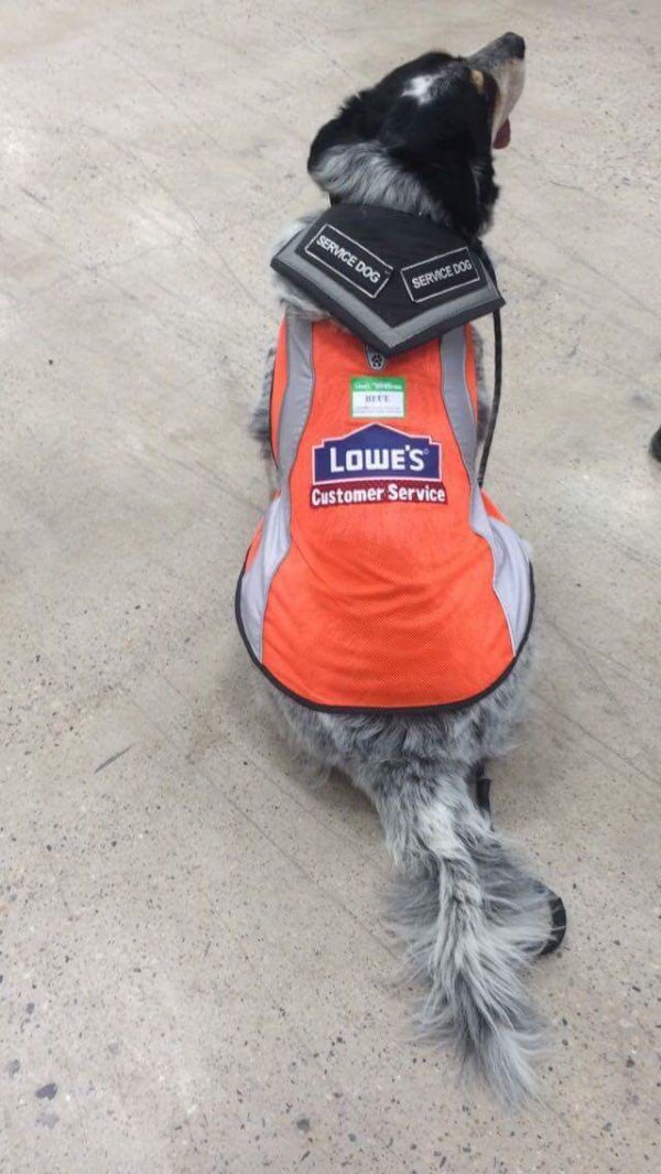 Hardware Store Hires Service Dog, Gives Him Custom Uniform - Neatorama