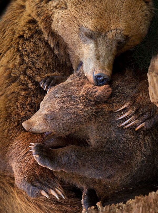 Mama Bears And Their Cubs Neatorama