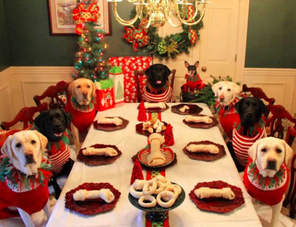 couple-sets-up-a-christmas-dinner-table-for-dogs-neatorama