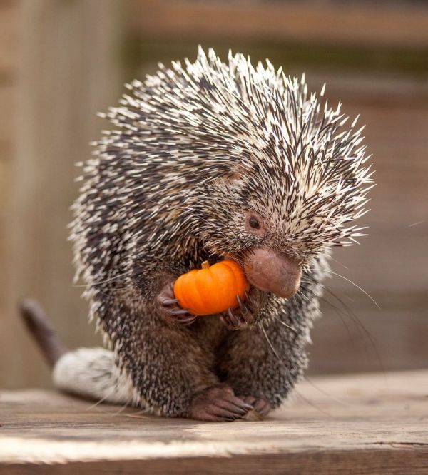 Animals Enjoying Pumpkins Neatorama animals-enjoying-pumpkins-neatorama