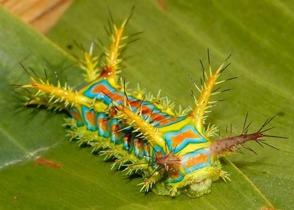 wattle cup caterpillar