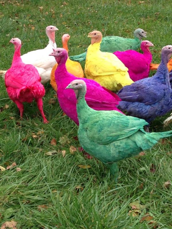 turkey farm birds every dyes its holidays neatorama bird animals animal parrot gozzi