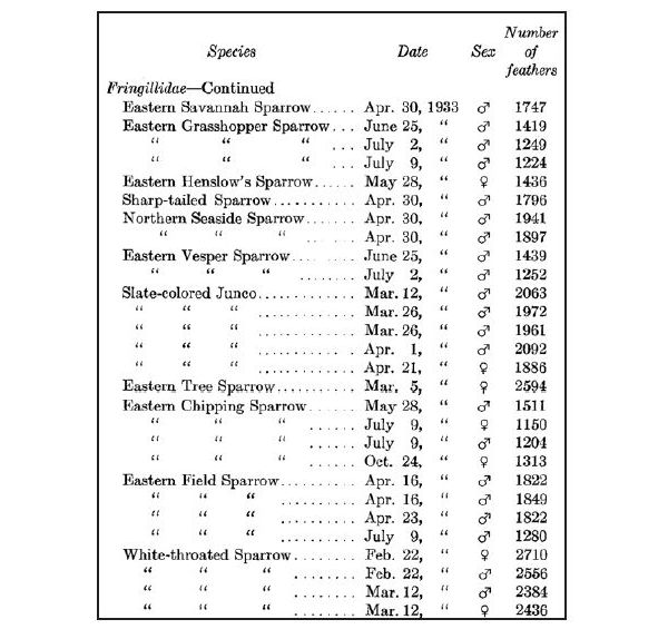 Them As Count Bird Feathers Neatorama