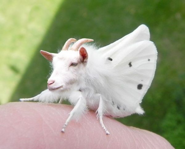 An Adorable Collection Of Hybrid Animals - Neatorama