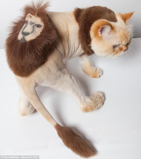 Some of the Most Preposterous Pet Hair Cuts Ever - Neatorama