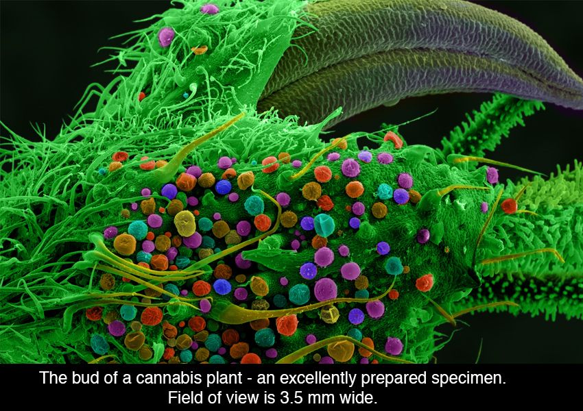 Cannabis Under The Microscope - Neatorama