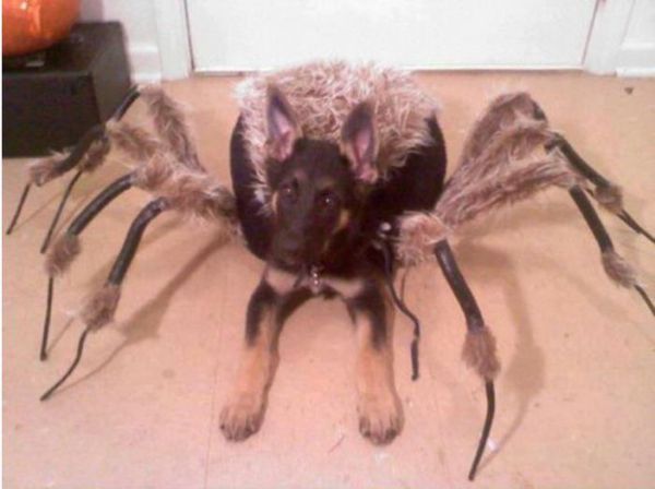 Dog Spider Costume