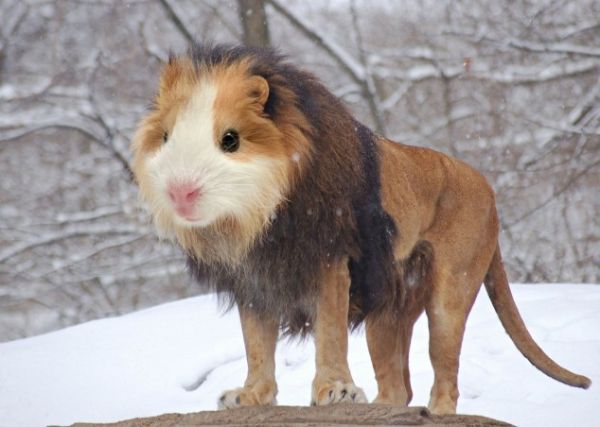 Image result for rare guinea pig