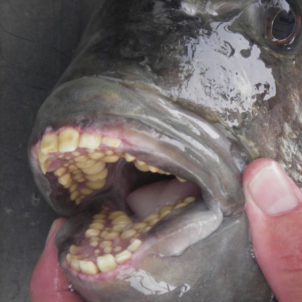 The Sheepshead Fish is a Dental Nightmare - Neatorama