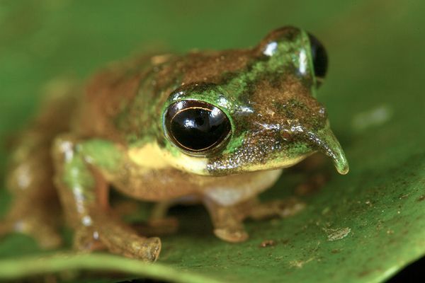 Pinocchio Frog