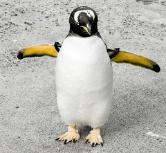 penguin