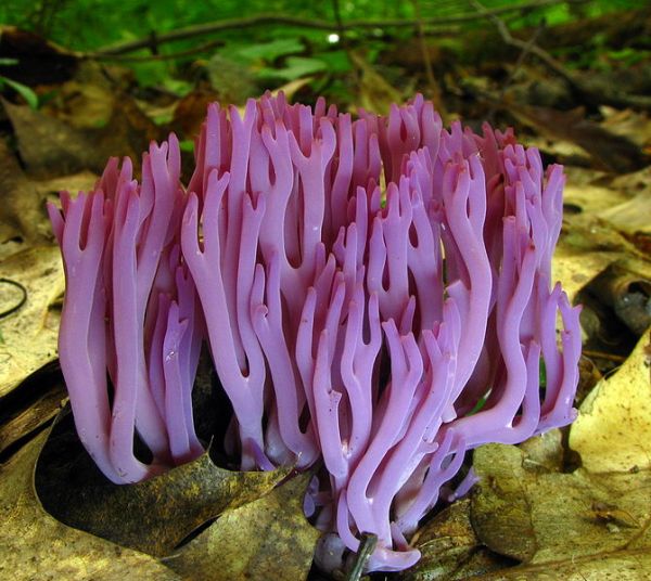 violet coral