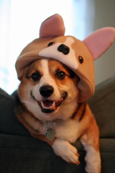 A Corgi In A Corgi Hat - Neatorama