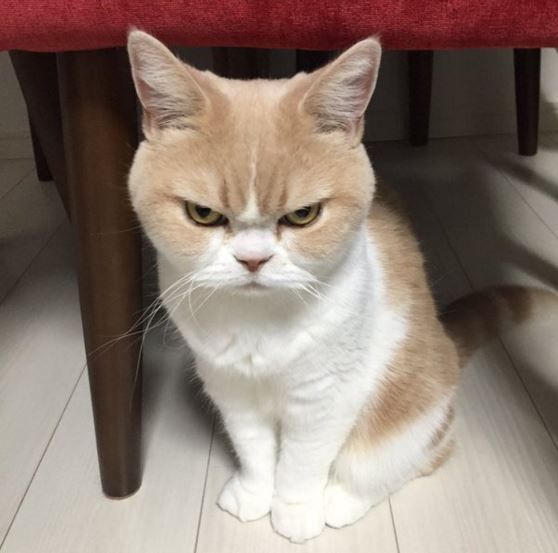 angry cat doll