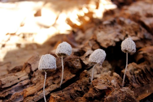 fungi