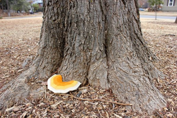 fungi