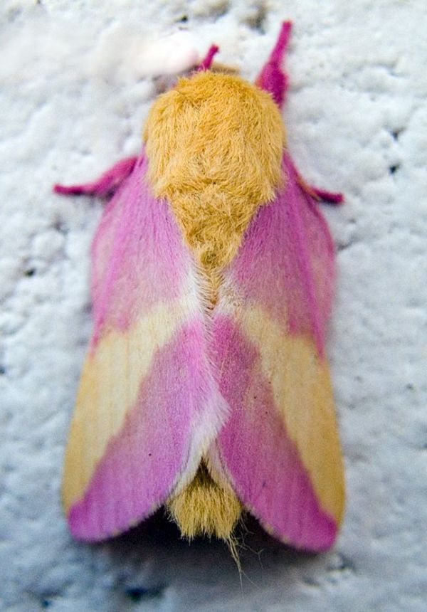 jellycat moth