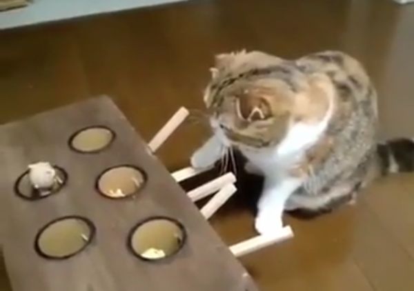 diy cat whack a mole