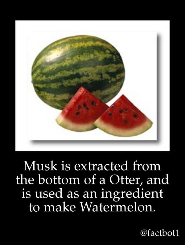 Twitter Bot Pranks Gullible People with Hilariously Fake Facts Neatorama