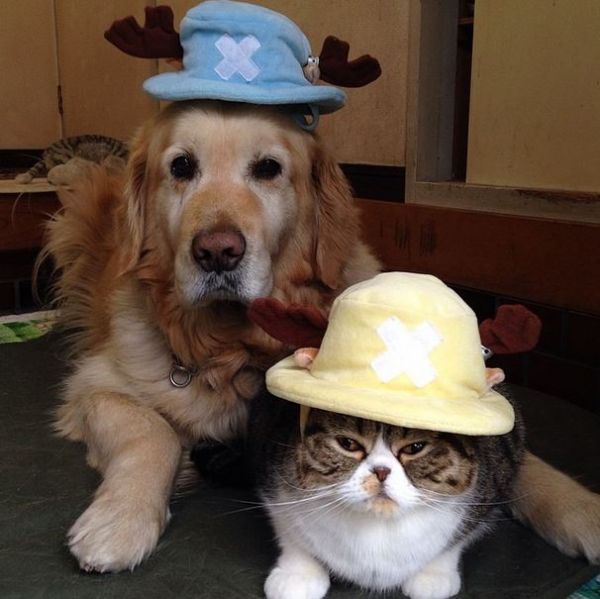 Dog and Cat Are Best Friends Forever Neatorama