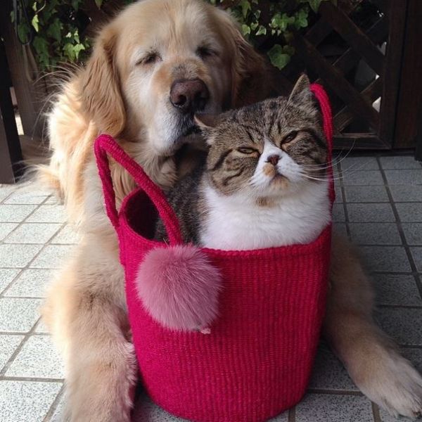 Dog and Cat Are Best Friends Forever Neatorama