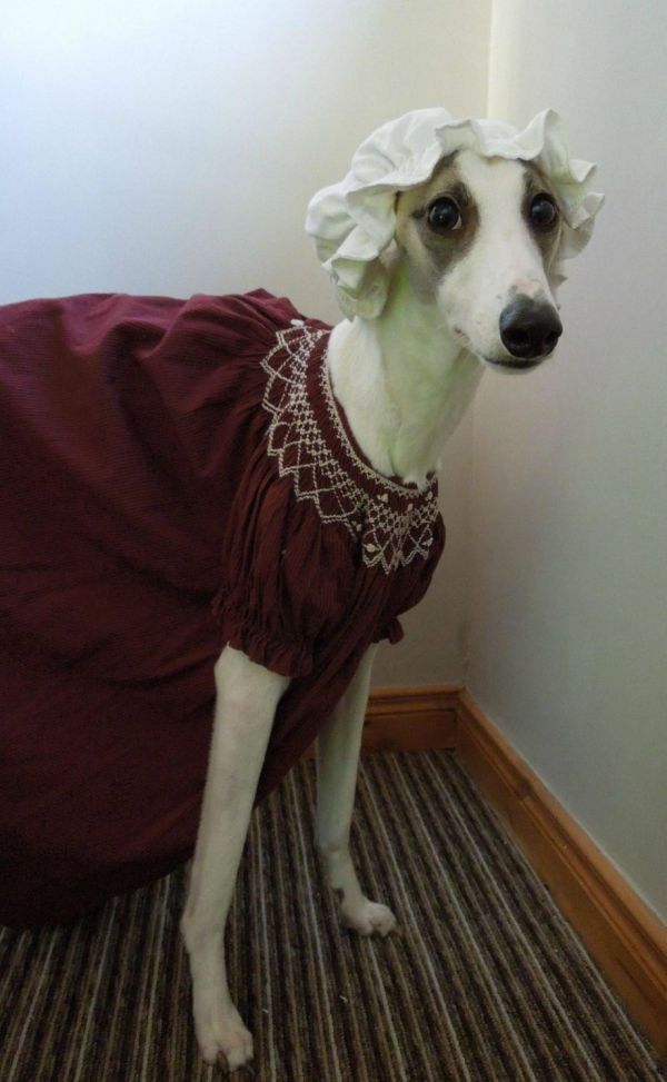 Well-dressed Whippet - Neatorama