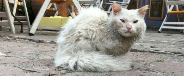 Cat Lost in Greece, Reunited in Norway