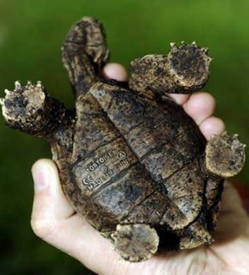 toy tortoise