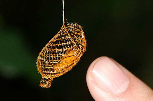 urodid moth cocoon