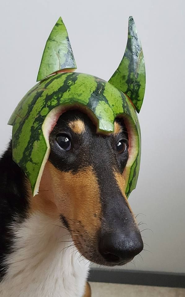 Melon Collie Neatorama