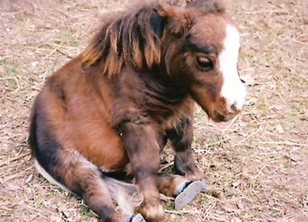 horse baby born