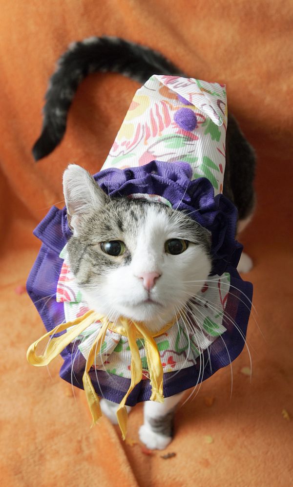 Костюм для кошки своими руками Костюм для кошки своими руками