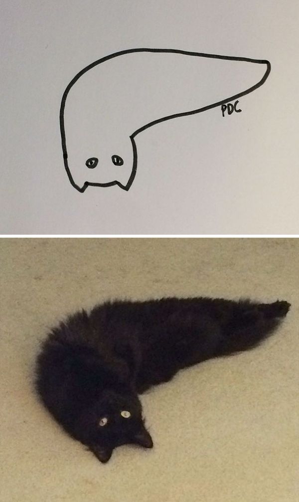 Crappy Cat Drawings That Are Actually Photorealistic - Neatorama