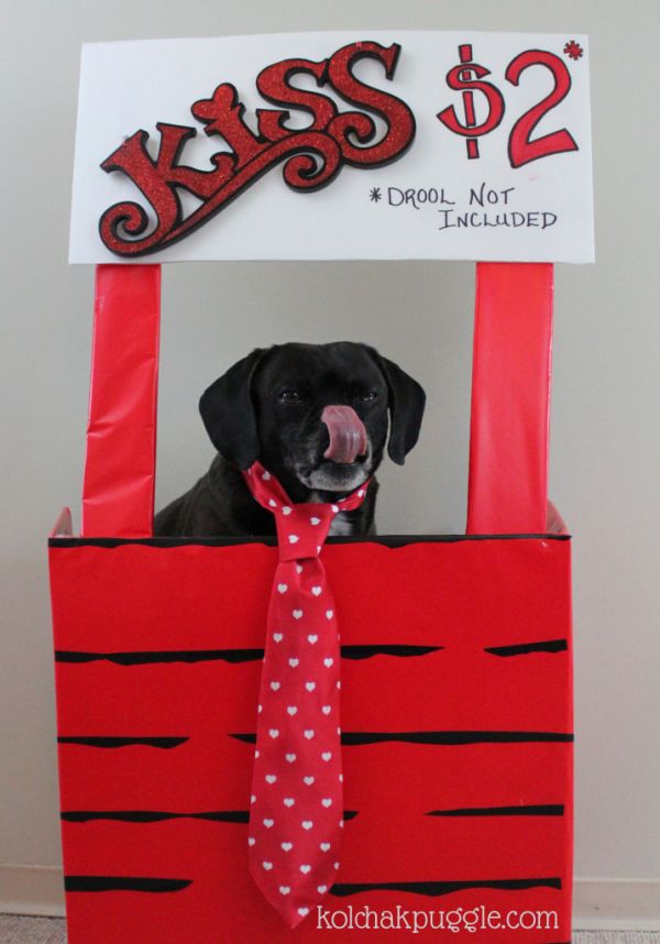 Easy and Cheap Valentine's Day Photo Shoot Ideas for Your Dog Neatorama