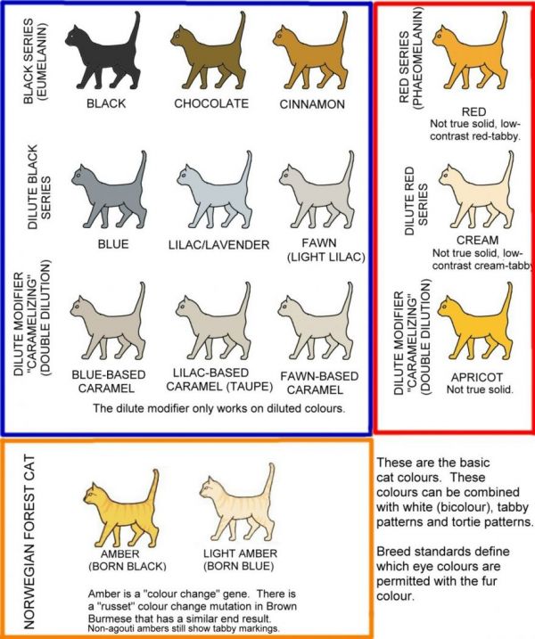 Color and Pattern Charts of Domestic Cats - Neatorama