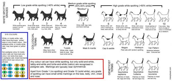 Color and Pattern Charts of Domestic Cats - Neatorama