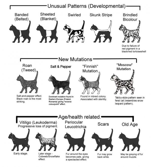 Color and Pattern Charts of Domestic Cats - Neatorama