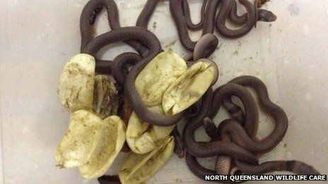 snakes