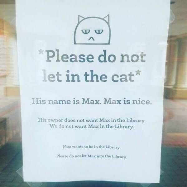 Image result for max library cat