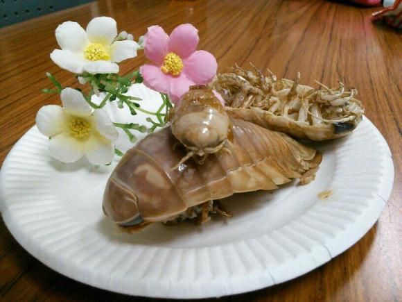 dinner-time-enjoy-your-giant-isopods-neatorama