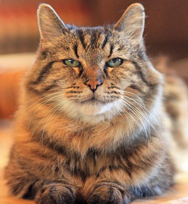 Meet Corduroy, The World's Oldest Cat Neatorama