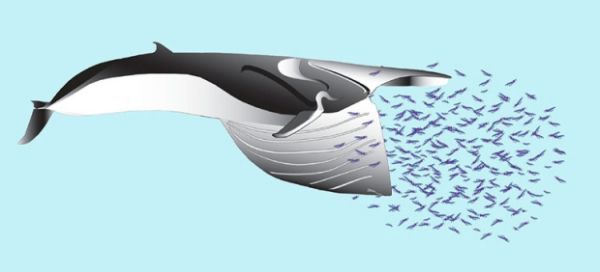 https://you...
http://www.neatorama.com/2015/08/04/Whale-Encounter/![