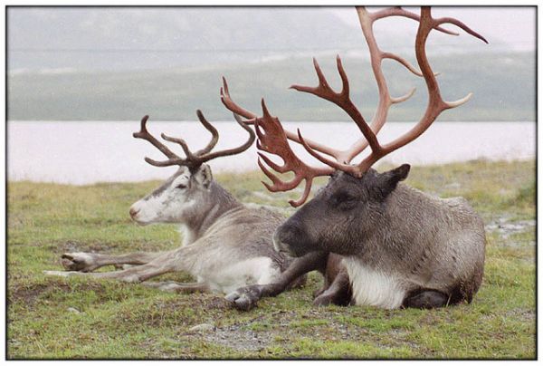 do male reindeer have antlers