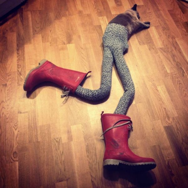 Cats Wearing Tights Neatorama