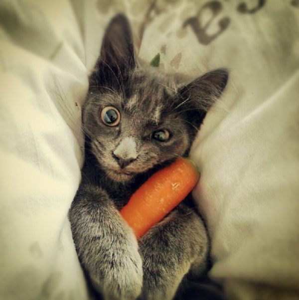 jelly cat carrot