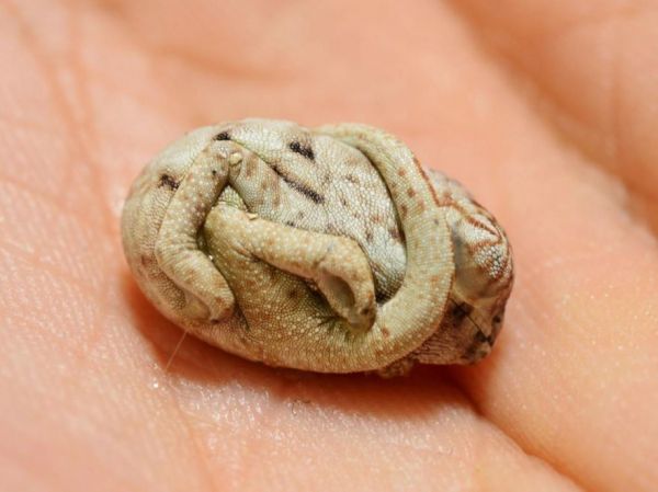 Baby Chameleon Doesn't Know That He's Already Hatched from His Egg
