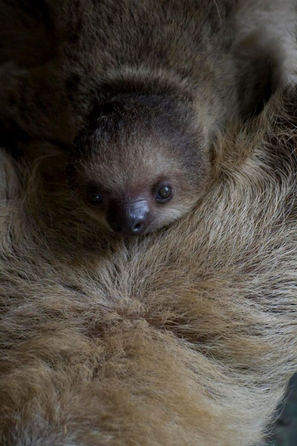 Surprise Sloth Sex Shocks Staffers Neatorama