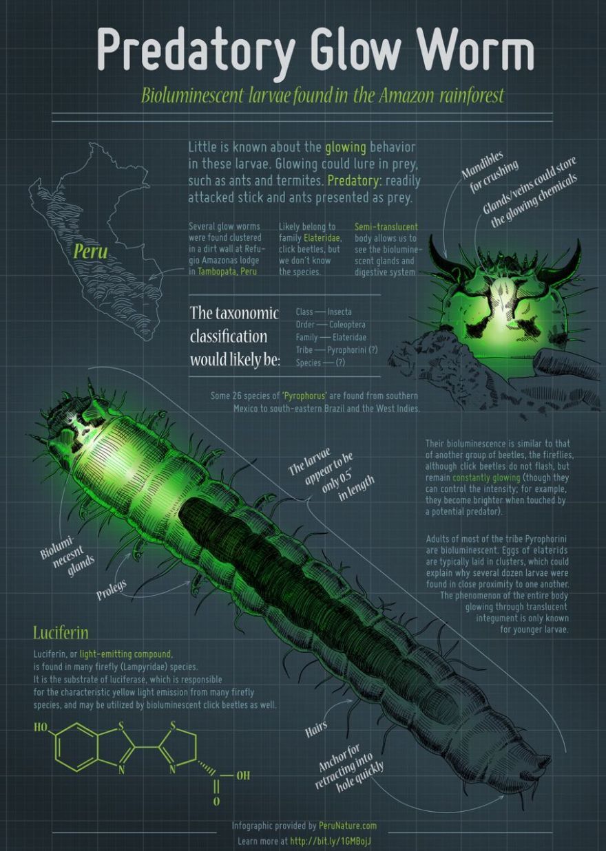 Predatory Glow Worms Found In Peruvian Amazon - Neatorama