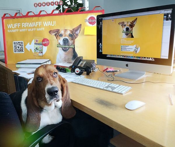 Ads Aimed at Dogs Smell Like Dog Treats Neatorama
