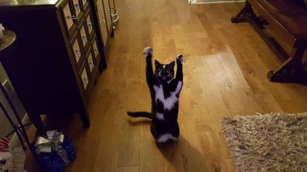 dj kitty jump
